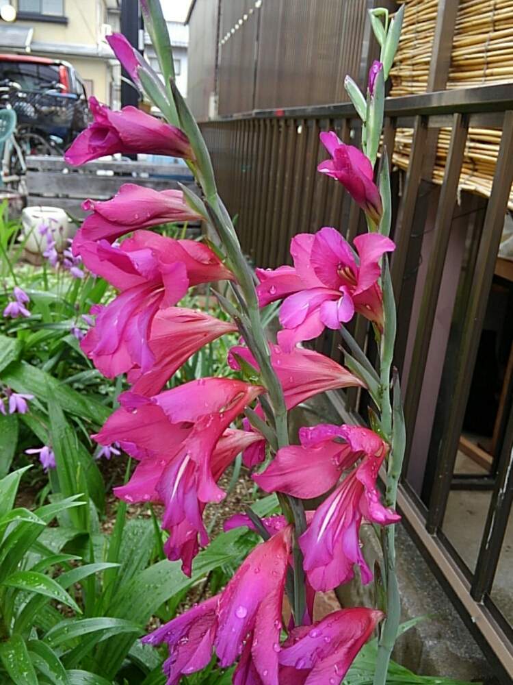 イキシアの投稿画像 By トトロさん 月5月17日 Greensnap グリーンスナップ