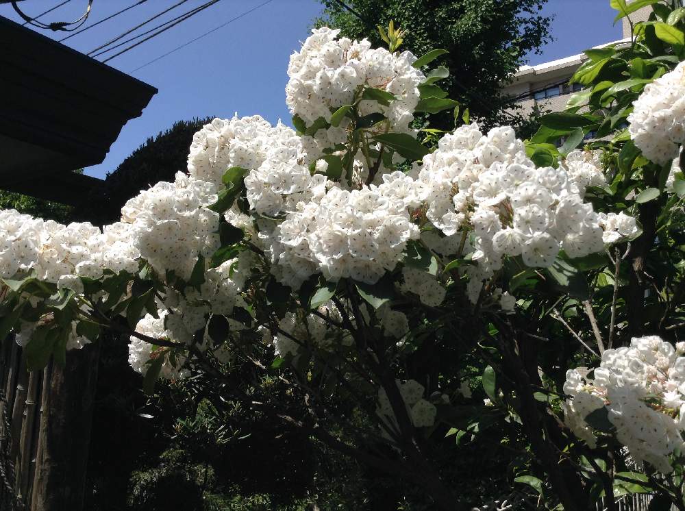 カルミアの投稿画像 By Ottappoさん 樹木と花木と庭木と花のある暮らしと白い花 月5月17日 Greensnap グリーンスナップ