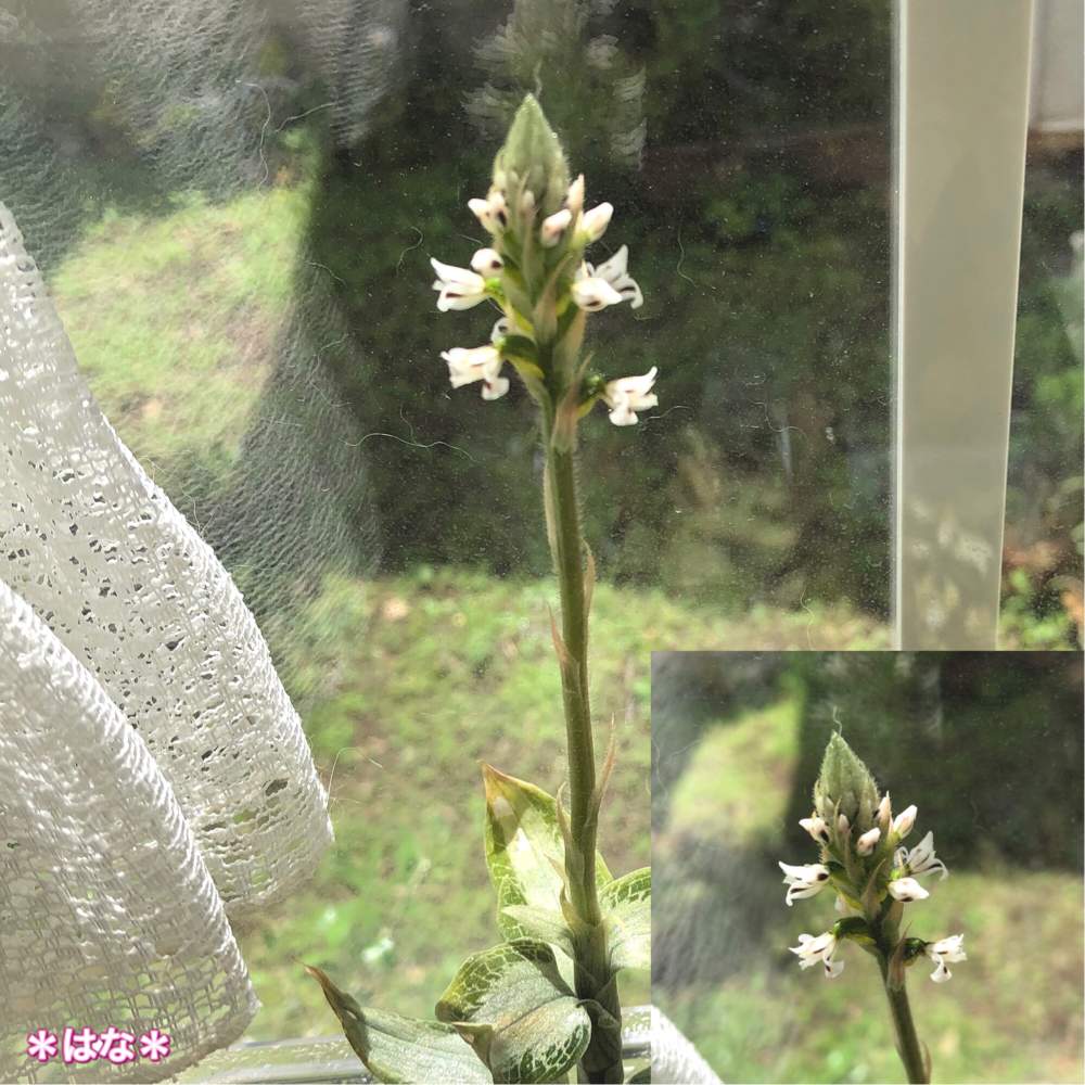 ジュエルオーキッド マコデスペトラの投稿画像 By はな さん ジュエルオーキッド Aspidogyne Argenteaとありがとうの気持ちと幸せとありがとう と可愛い花とgsのみなさんに感謝 と特定国内希少野生動植物種と愛してます ツイてる 嬉しい 楽しい 感謝してます