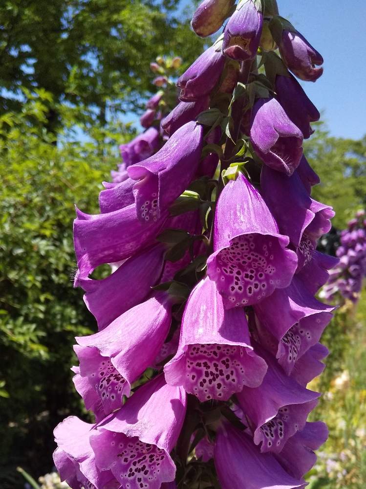 沢ヤカ男さんの投稿画像 05 17 11 56 45 0 Greensnap グリーンスナップ Greensnap グリーンスナップ