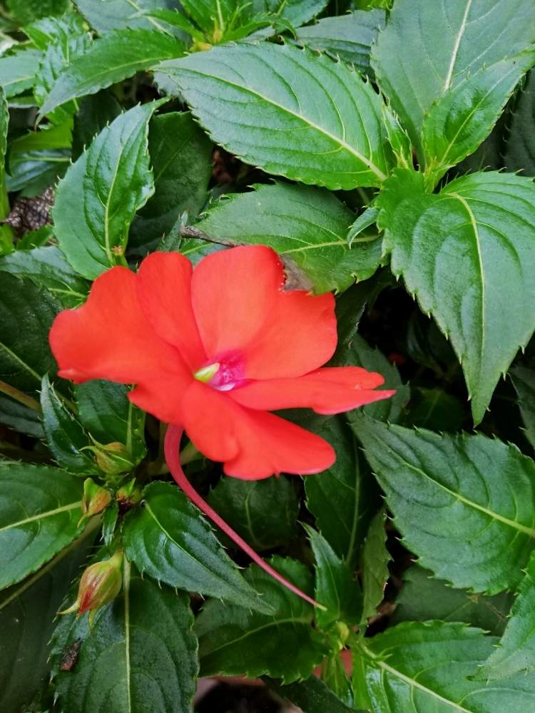 ニューギニアインパチェンスの投稿画像 By リリーさん 初心者ですとよろしくお願いしますと草花好きとおうちde菜園と花のある生活とおうち園芸と花の名前覚えたいと花のある暮らしと花の名前教えてください と花の 育て方勉強中 月5月17日 Greensnap グリーン