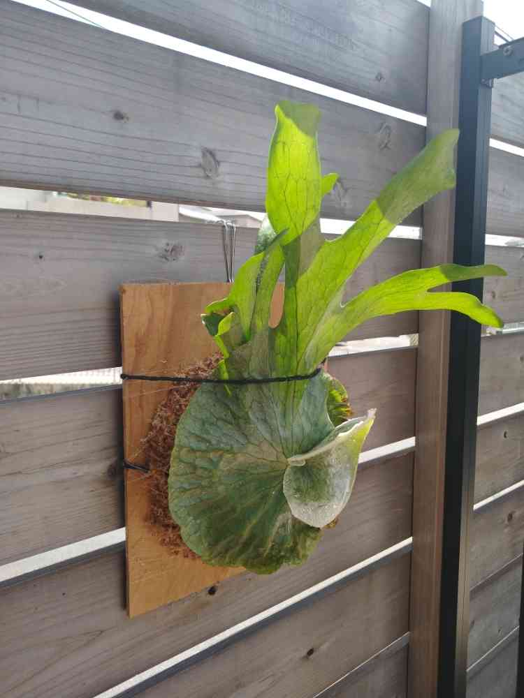 ビカクシダ グランデ｜🍀GreenSnap（グリーンスナップ）