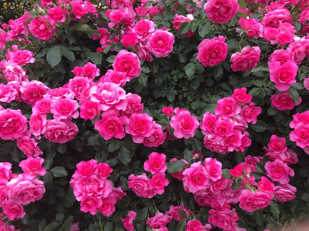 バラ うららの投稿画像 By Sssさん うららとピンクとピンクの花とバラを楽しむと薔薇 うらら 月5月17日 Greensnap グリーンスナップ