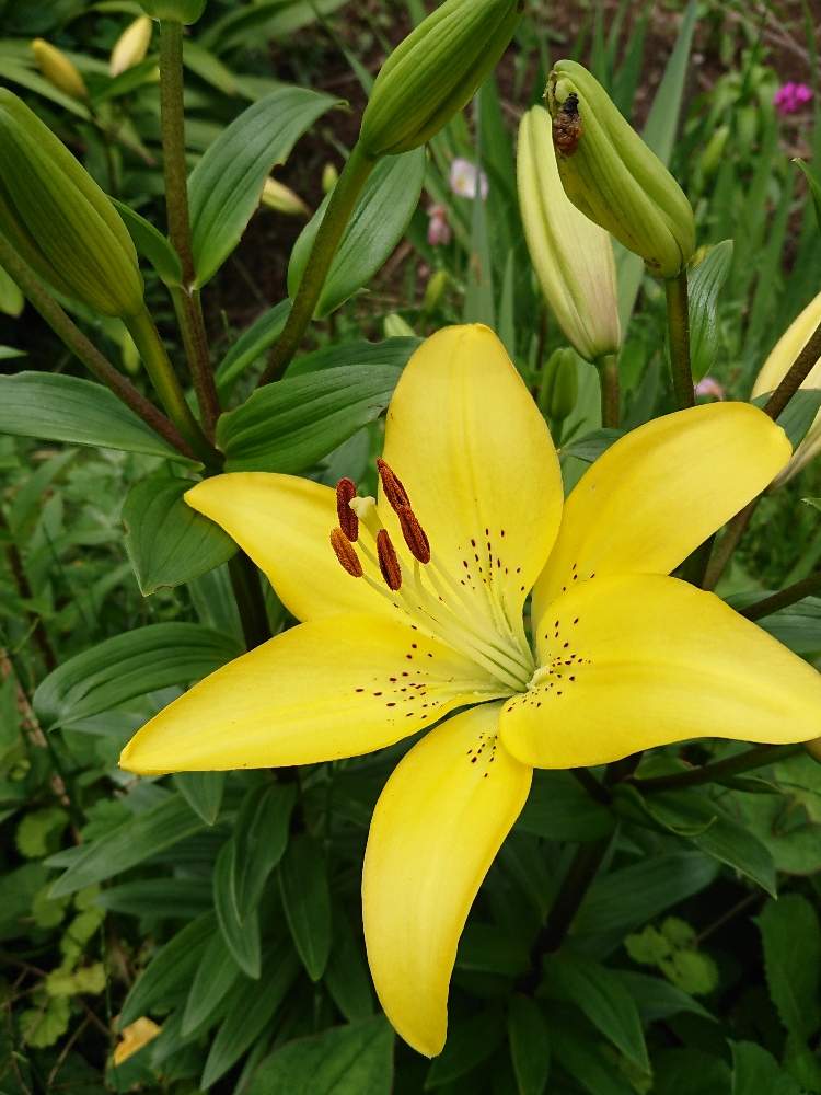 ユリの投稿画像 By Kurokuroさん 花のある暮らし 月5月17日 Greensnap グリーンスナップ