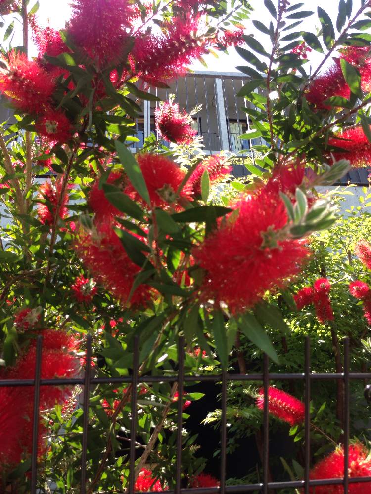 ブラシの木の投稿画像 By あかねさん 月5月17日 Greensnap グリーンスナップ