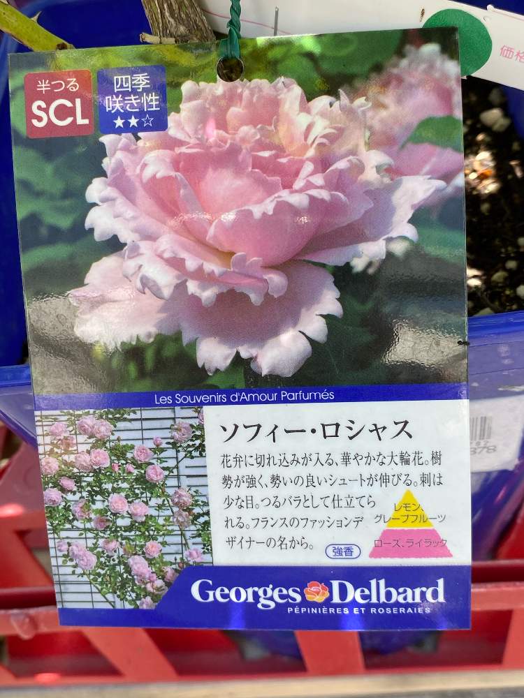 なばなの里の花市場の投稿画像 By Corotさん 薔薇 ソフィー ロシャス 月5月17日 Greensnap グリーンスナップ