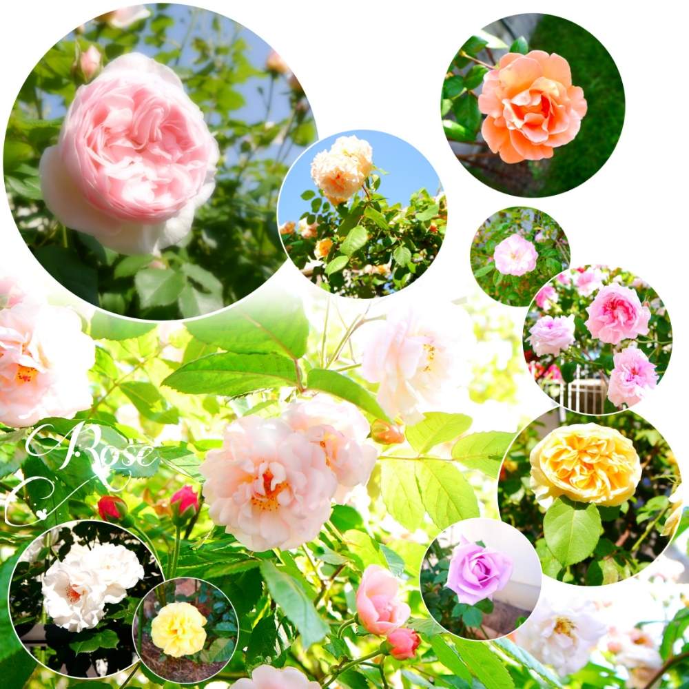 開花の投稿画像 By ケイさん 可憐な花とばら バラ 薔薇とコラージュときれいとにわとピンクと庭のある暮らしと父の趣味とガーデニングとおしゃれと花のある暮らしとかわいい 月5月17日 Greensnap グリーンスナップ