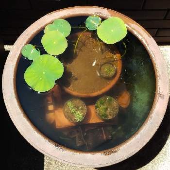 キューバパールグラスの投稿画像一覧 Greensnap グリーンスナップ