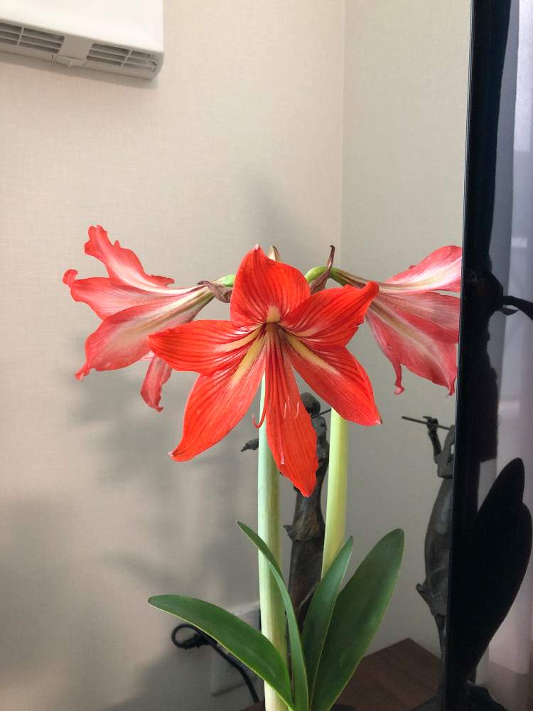 アマリリスの投稿画像 By きちさん 月5月17日 Greensnap グリーンスナップ