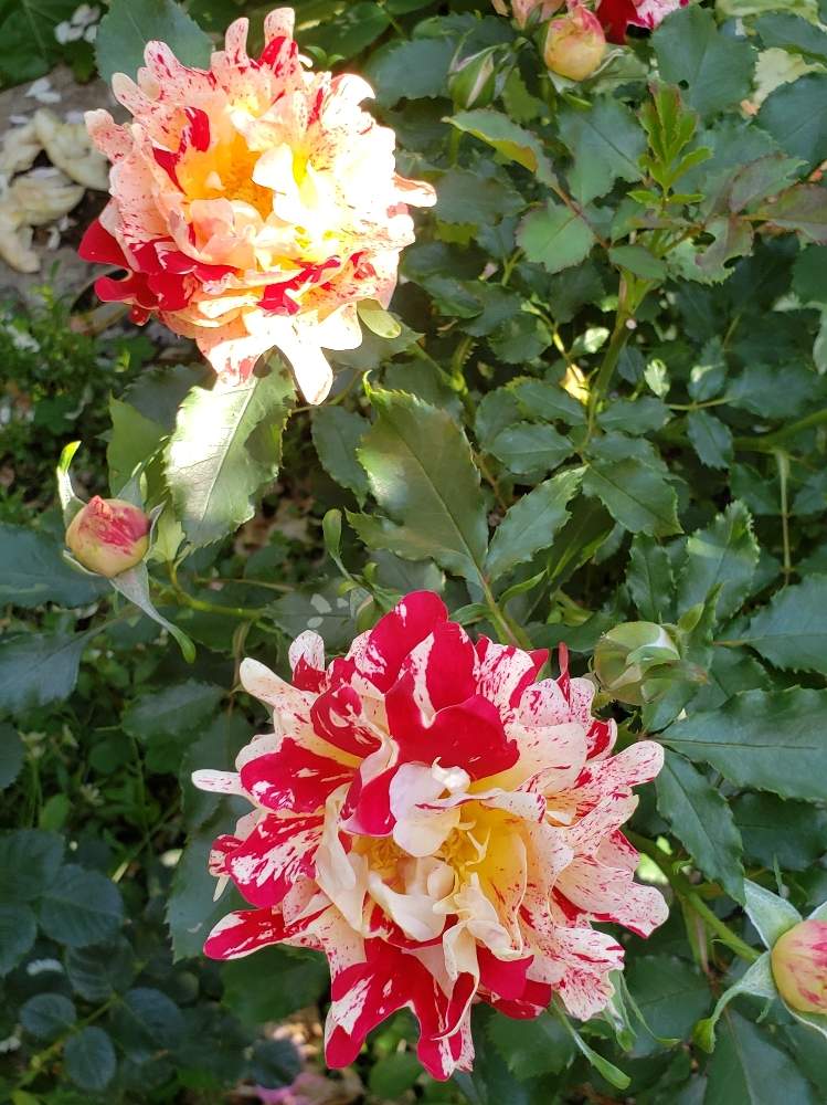 ばら バラ 薔薇の投稿画像 By Keiraさん 憧れの庭と実生苗なの 月5月17日 Greensnap グリーンスナップ