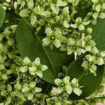 真弓の投稿画像一覧 Greensnap グリーンスナップ