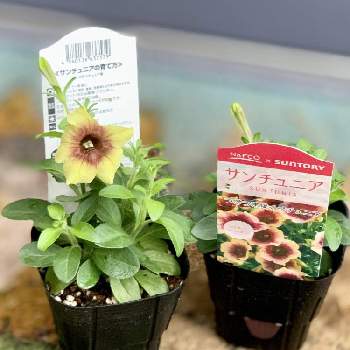 ナフコ サントリーの投稿画像一覧 Greensnap グリーンスナップ