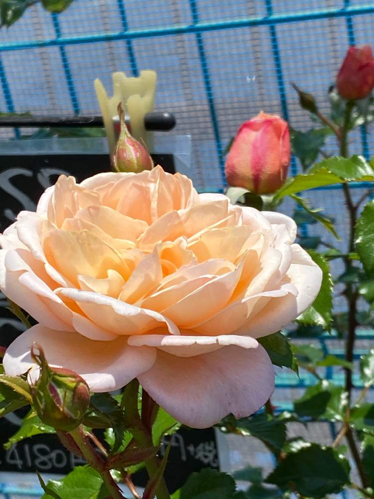 なばなの里の花市場の投稿画像 By Corotさん 薔薇 スージー 月5月17日 Greensnap グリーンスナップ