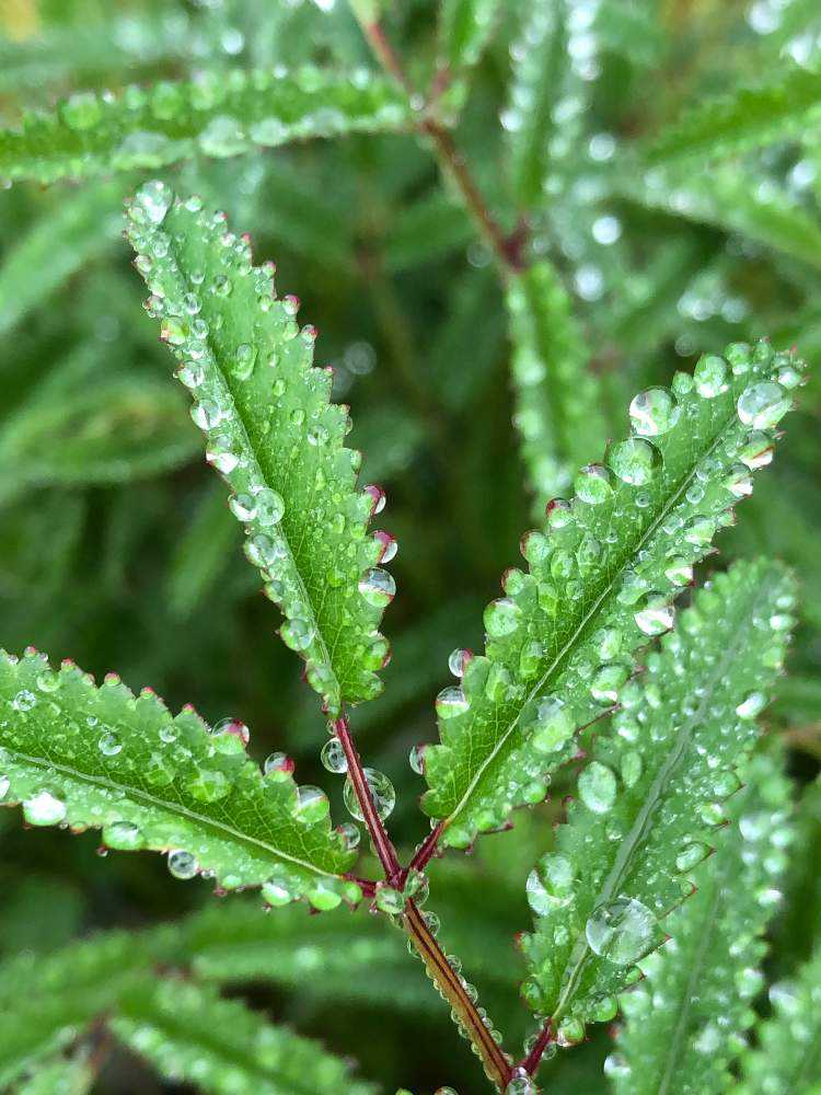 霧雨の朝に見つけた沢山の雫 Greensnap グリーンスナップ