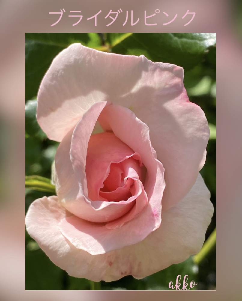 バラ ブライダルピンクの投稿画像 By ひみつのアッコちゃんさん 花のある暮らしと美しい花とバラのある暮らしと我が家の花畑 月5月17日 Greensnap グリーンスナップ