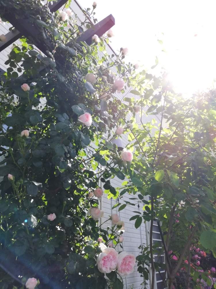 バラ シンデレラの投稿画像 By Puttinさん ばら バラ 薔薇と手作りの庭とつるバラとおうち園芸と おうち園芸 フォトコンテストとガーデニングと バラが好きと花のある暮らしとバラの地植えとロザリアン 月5月17日 Greensnap グリーンスナップ