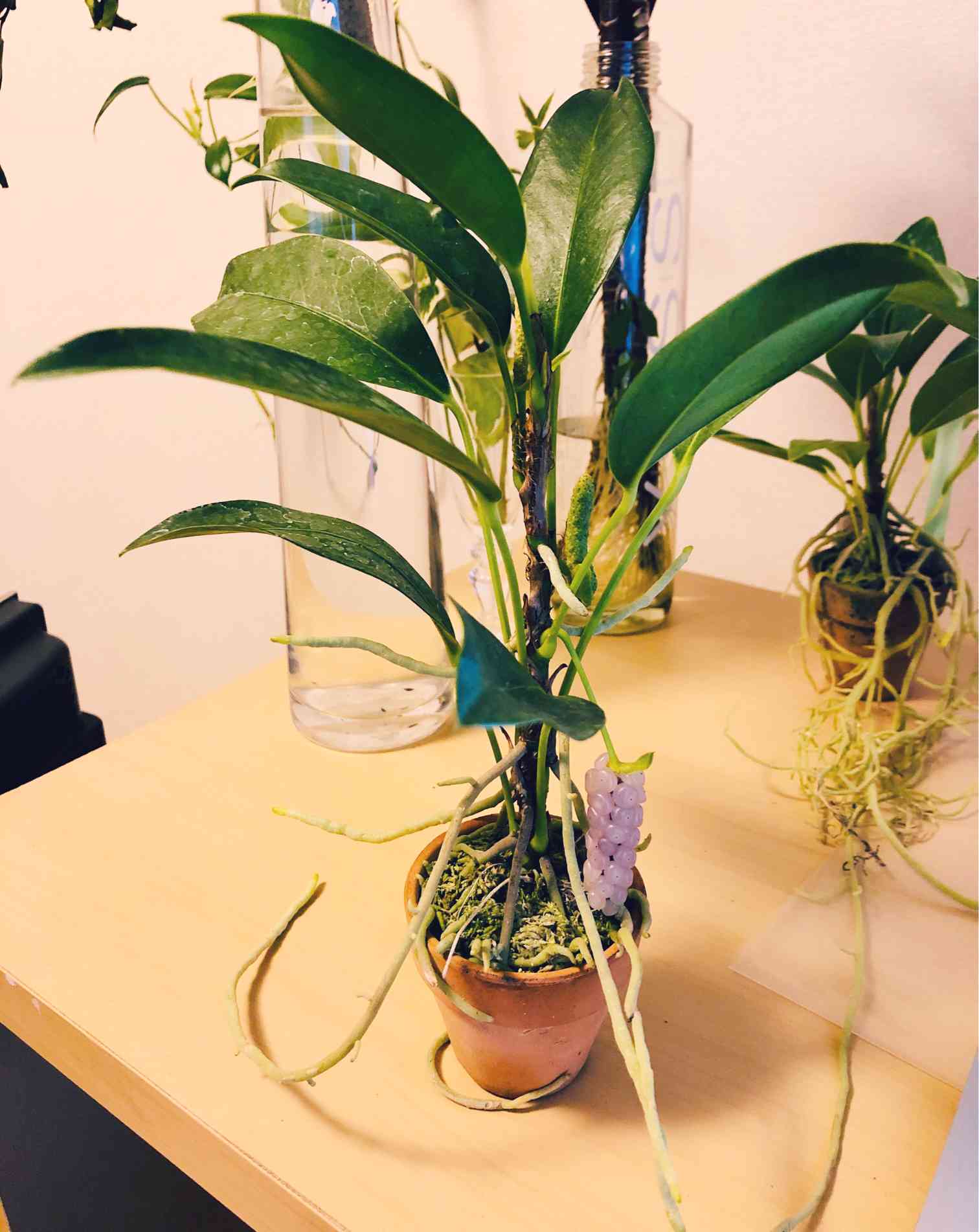 観葉植物 希少 アンスリウム スカンデンス ノボリウチワ