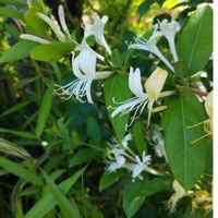 スイカズラの画像