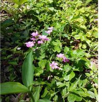 ムラサキカタバミの画像