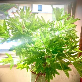 レモンの香りの投稿画像一覧 Greensnap グリーンスナップ