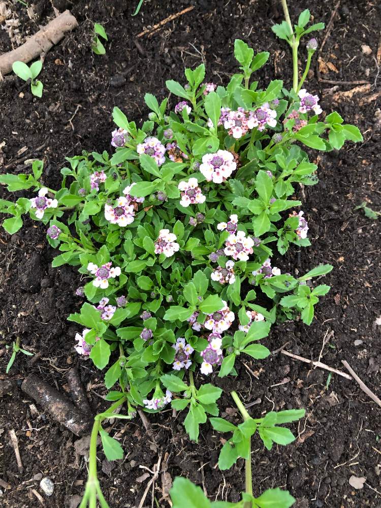 ᵔᴥᵔ)苗♡ヒメイワダレソウ♡可愛いお庭♡グランドカバー♡芝生♡リッピア 観葉植物