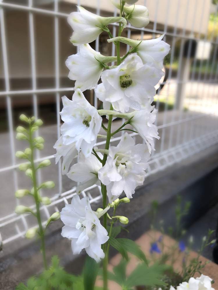 デルフィニウム ミルキーミントの投稿画像 By Lunaさん 花壇とホワイトガーデン 月5月17日 Greensnap グリーンスナップ