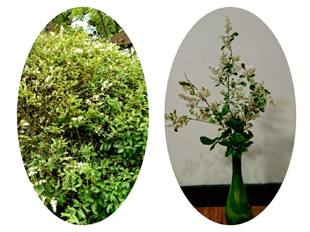 シルバープリペットの投稿画像 By さらりんさん 復活すると斑入りの葉っぱと雨にも負けずと白く可愛い花と風にも負けずと害虫にやられてもと強っ とやっちまったなぁ とタイミング見ろよ 月5月17日 Greensnap グリーンスナップ