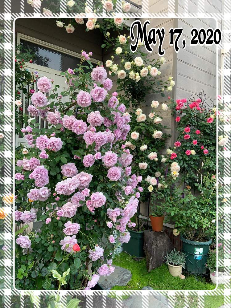 ピェール ドゥ ロンサールの投稿画像 By もみじさん レイニーブルーとポンポネッラと小さな庭と幸せと薔薇愛同盟とつるバラとお家大好きと薔薇 ポンポネッラとおうち園芸と おうち園芸 フォトコンテストとありがとうとオベリスクと青薔薇と全部gsのせいだと庭のばら