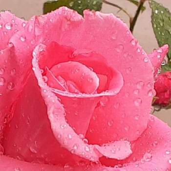 バラ ソニアの画像 by ばら喜知さん | 小さな庭とバラ ソニアとバラ　ソニア Soniaと心を癒す花♡と薔薇・バラ・ばらと薔薇男子と感動が止まらないと花に魅せられてとiPhone6sと素敵な出会いと素敵な時間とスマホ写真と素敵✨と花のある暮らしとスマホで撮影とばら 薔薇 バラと魅せられてと感動❣️とバラ薔薇ばらら～❤️とガーデ二ングとばらに魅せられてとiPhone撮影