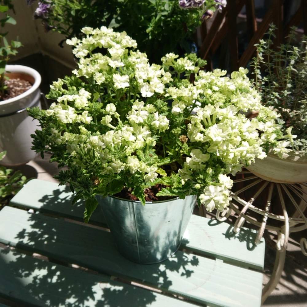 バーベナの投稿画像 By ふくろうねこさん バーベナラナイとシルバータイムとバーベナ ラナイ ライムグリーンとみどりのある暮らしとおうち園芸と おうち園芸 フォトコンテストと今日のお花と花のある暮らし 月5月17日 Greensnap グリーンスナップ