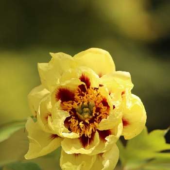 花芯の画像 by アリストさん | お出かけ先と太陽光とマクロ撮影と黄色い花と花の文化園と花芯