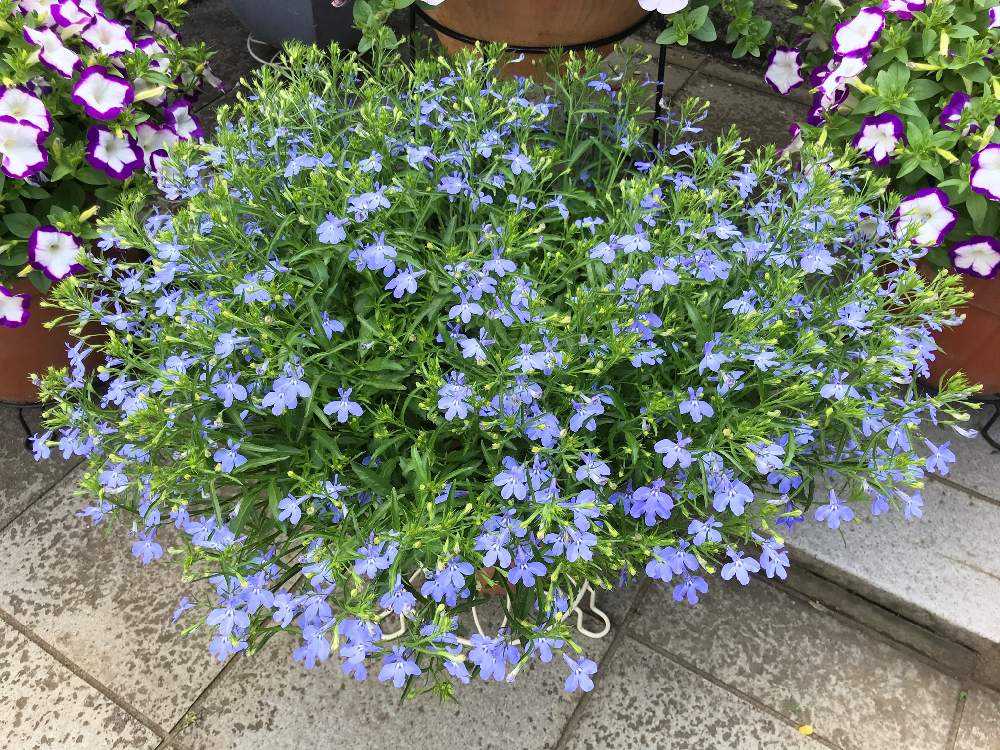 開花終了 アズーロコンパクト スカイブルー Greensnap グリーンスナップ