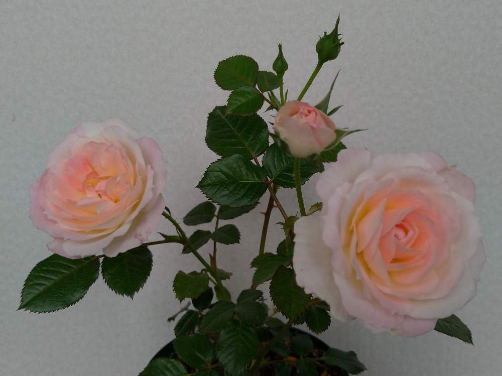 ミニバラの投稿画像 By 風前さん 薔薇とミニバラ チュチュオプティマとミニバラ バラと花のある暮らしとおうち園芸 月5月17日 Greensnap グリーンスナップ