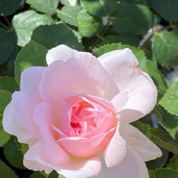 マサコ 別名エグランタイン の投稿画像一覧 Greensnap グリーンスナップ