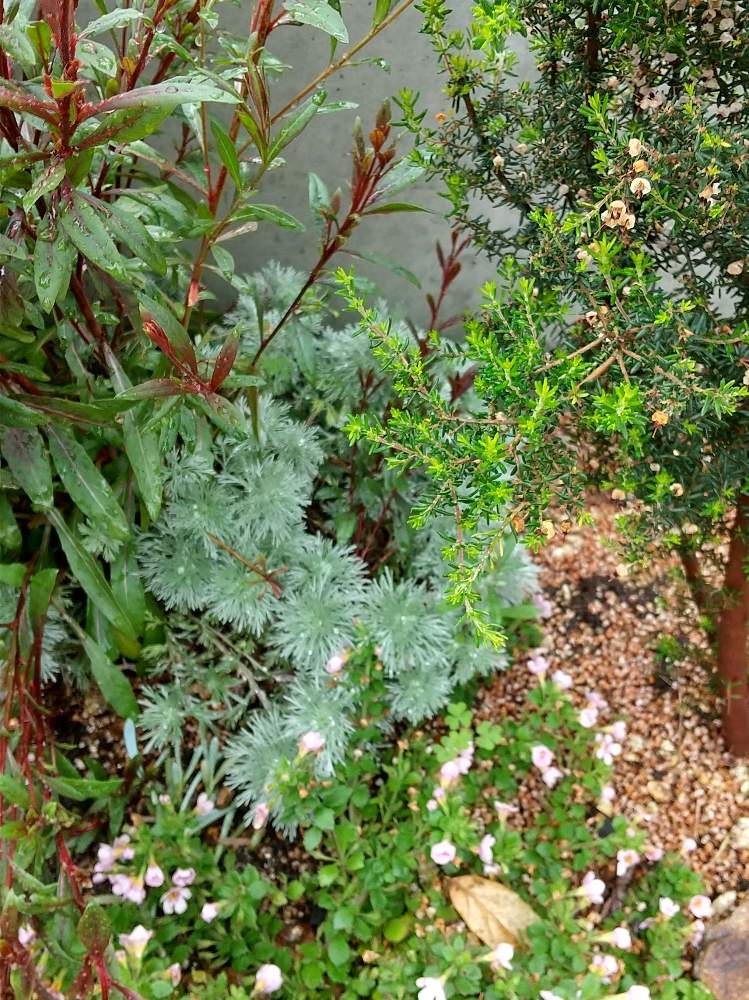 ガウラの投稿画像 By みのりさん シルバーマウンドと朝霧草と花のある暮らし 月5月17日 Greensnap グリーンスナップ