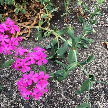 ナデシコ目の投稿画像一覧 Greensnap グリーンスナップ ナデシコ目の投稿画像一覧 Greensnap グリーンスナップ