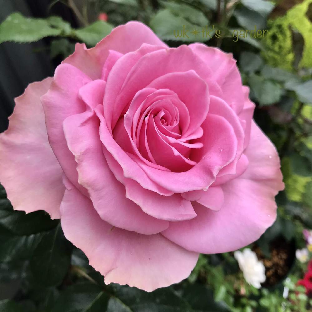 ブロッサムピンクの投稿画像 By Wk Tkさん 薔薇愛同盟とピンクの花と挿し木と薔薇のある暮らし とバラと夢clubとおうちで飾るお花 とバラ科と鉢植えとばら 薔薇 バラとバラ ミニバラとバラを楽しむとstay Homeとiphone撮影と薔薇の花 月5月17日 Greensnap