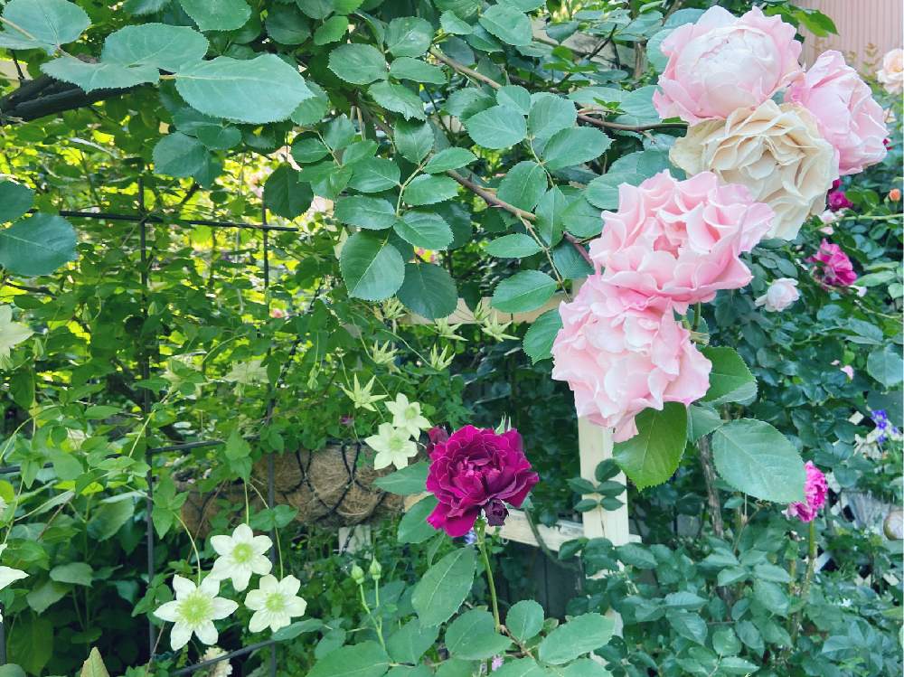 ダフネ の投稿画像 By もどきさん こんな時こそ花をとおうち園芸と バラとクレマチス フォトコンと鉢植えのつるバラとgsでバラ園と花のある暮らしとstay Homeとオデュッセイア 月5月18日 Greensnap グリーンスナップ