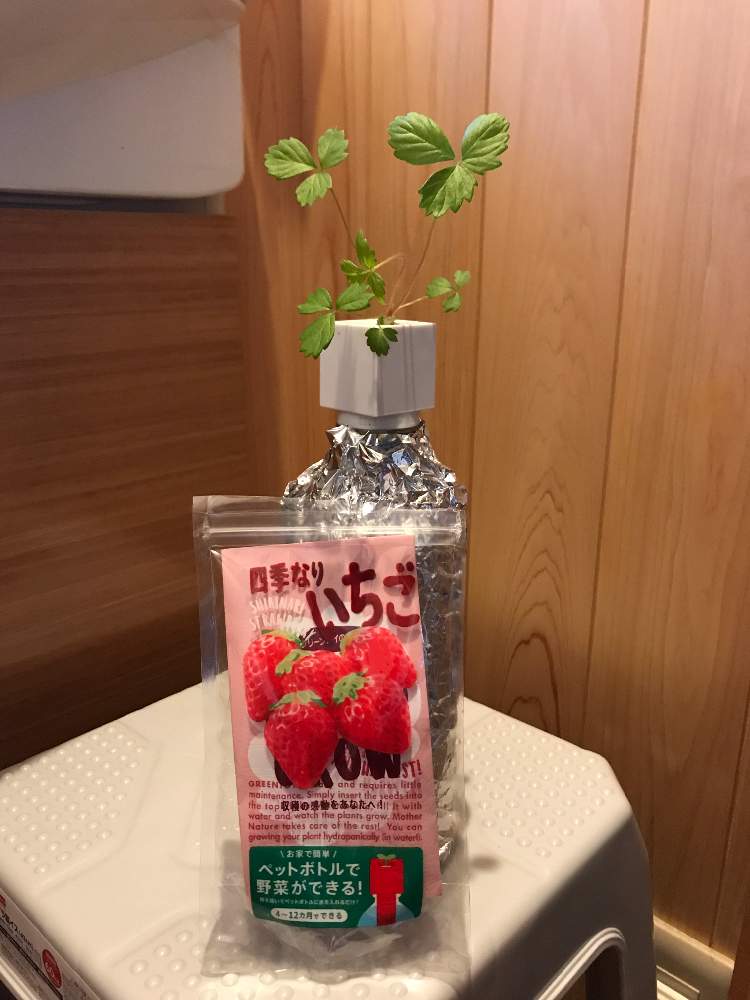 四季なりいちご ペットボトル栽培 Greensnap グリーンスナップ