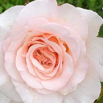 ピンクフレンチレースの画像 by nanamimiさん | 広い庭とピンクフレンチレースと薔薇のある暮らし♡とおうち園芸と今日の一枚と『おうち園芸』フォトコンテストとナチュラルスタイルとガーデニングと花のある暮らしとバラを楽しむと咲いた！