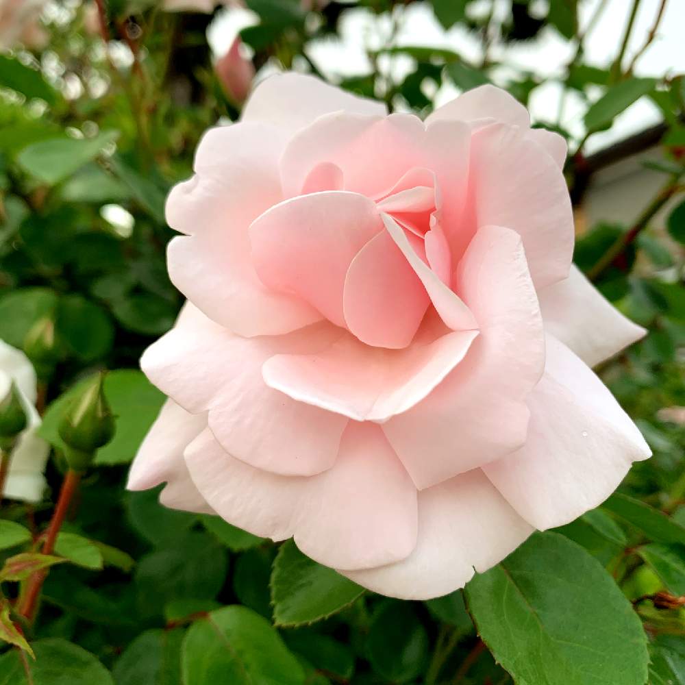 薔薇の投稿画像 By スマイルさん ばら バラ 薔薇とピンクの花とお花と薔薇 とお花好き 月5月18日 Greensnap グリーンスナップ