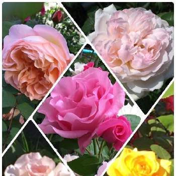 ザ マッカートニーローズの画像 by TAKAさん | 広い庭とレディエマハミルトンとインカとバラ シュシュとザ マッカートニーローズとバラ ソワイユとピンク❤︎ピンクとおうち園芸とGSミニモニ。とGSでバラ園と花のある暮らし