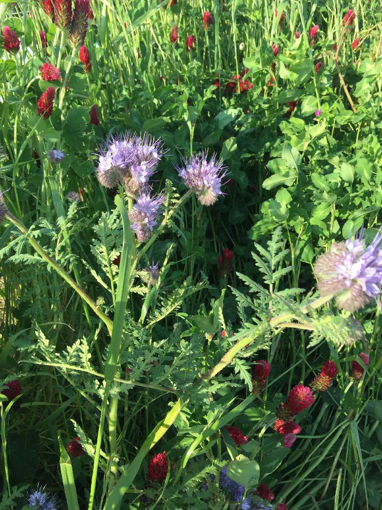 ルーキーズさんの投稿画像 月5月18日 Greensnap グリーンスナップ