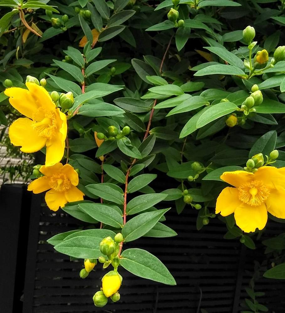 大輪金糸梅の投稿画像 By モコさん タイリンキンシバイ ヒペリカム ヒドコート 月5月18日 Greensnap グリーンスナップ