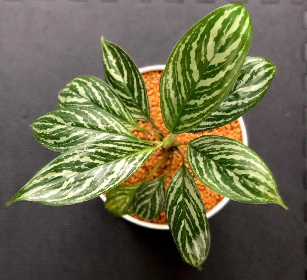 AGLAONEMA アグラオネマ ニティドゥーム ”カーティシー”子株