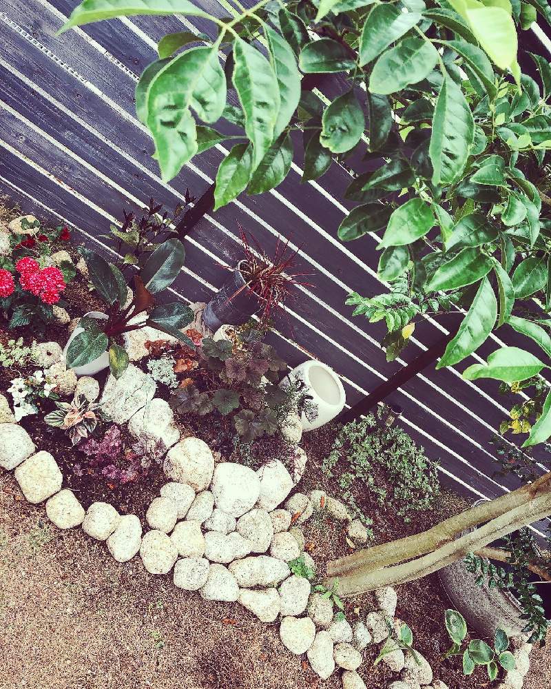 シェード花壇の投稿画像 By ゅぅさん おうち時間と庭の花とおうちde菜園とシェードガーデンとおうち園芸と庭のある暮らしと花のある暮らし 月5月18日 Greensnap グリーンスナップ