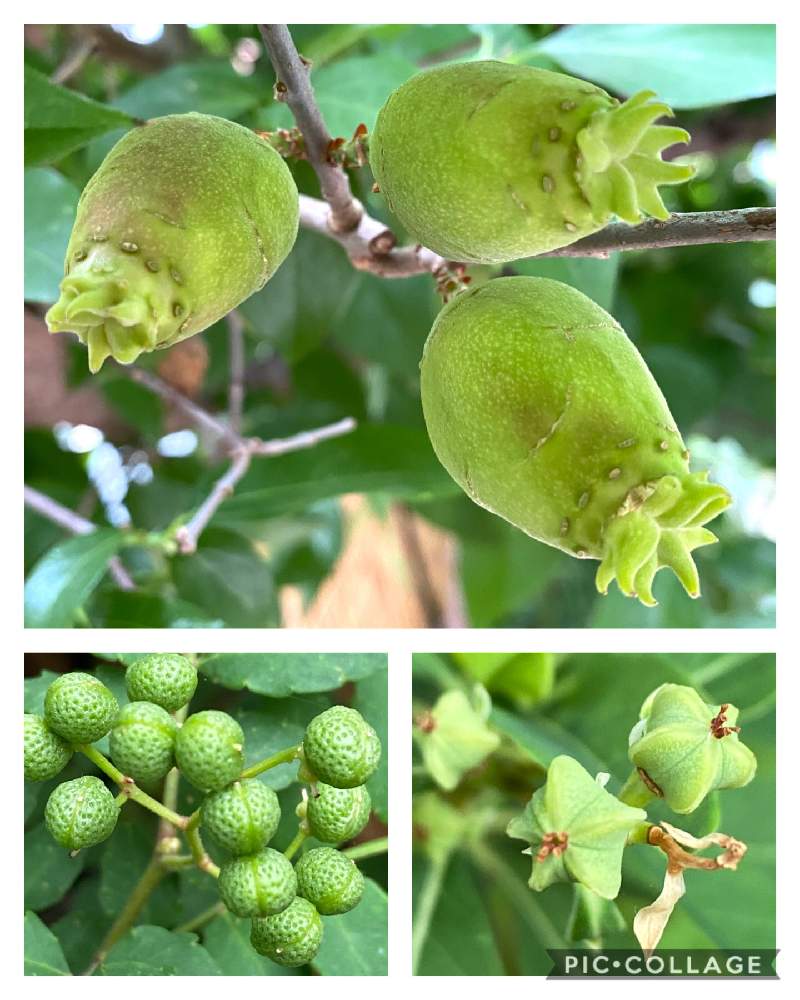 実のなる木の投稿画像 By Kikuchixさん 青い梅の実と食べられると食べられない 月5月18日 Greensnap グリーンスナップ
