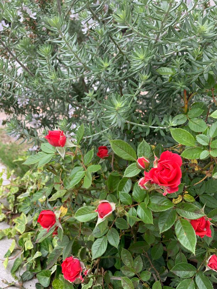 バラの投稿画像 By Halumoeさん ウエストリンギア オーストラリアンローズマリー と植物のある暮らしと緑のある暮らしとガーデニング初心者と ガーデニングと花のある暮らし 月5月18日 Greensnap グリーンスナップ