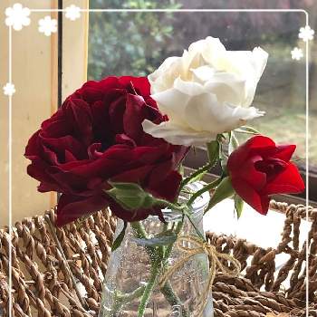 薔薇　サマースノーの画像 by    じゅんこまま⭐️華さん | キッチンと赤い薔薇と赤い薔薇と薔薇　サマースノーと#お家園芸フォトコンテストとおうちで飾るお花 と#お家で飾る花