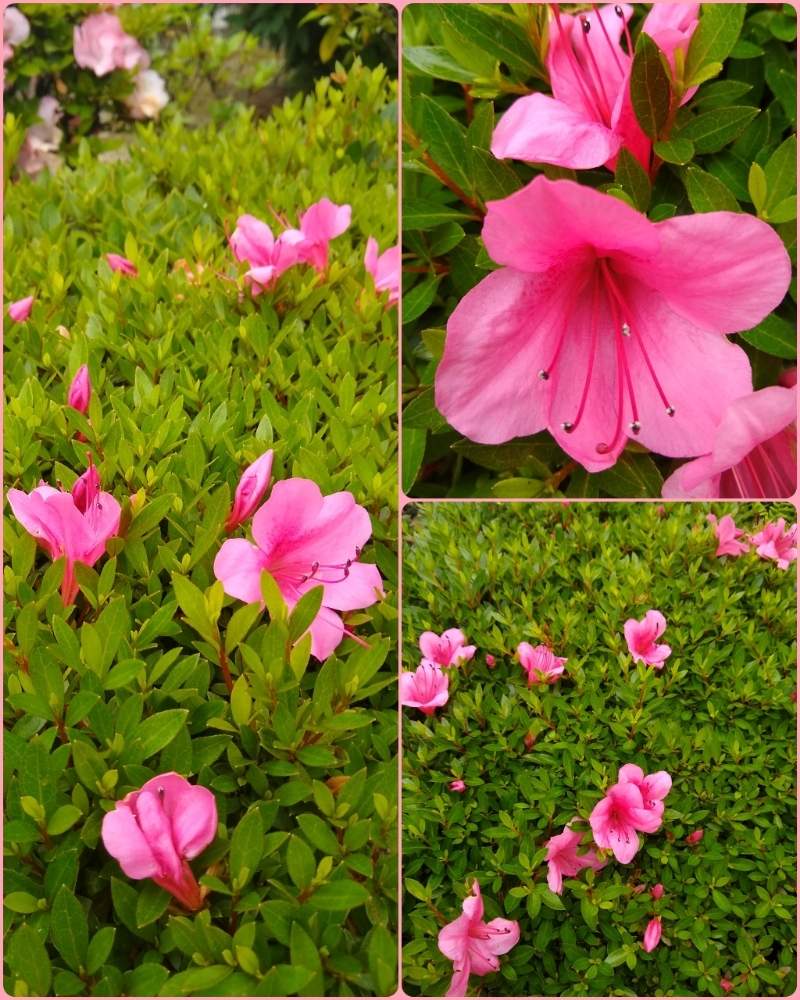 さつきの投稿画像 By 合歓の木さん 花のある暮らしと M Family とおうち園芸とstay Homeと花のある暮らしと M Family とおうち園芸とstay Home 月5月18日 Greensnap グリーンスナップ Greensnap グリーンスナップ